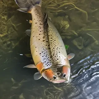 trout fish