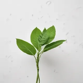 green on white background
