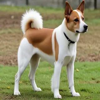 taiwan dog breed