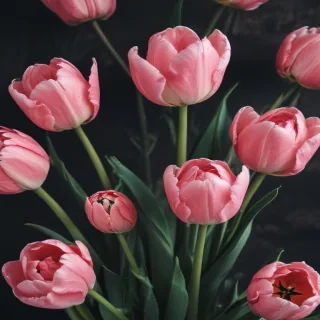 tulip iphone wallpaper