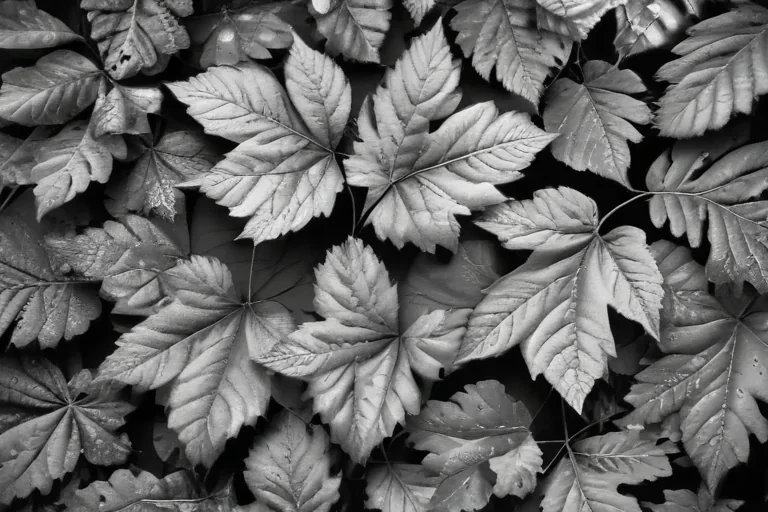leaves black and white