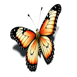 batterfly png