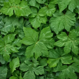 leaf background green