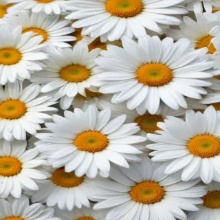 daisies png