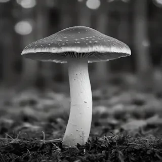 mushroom black and white