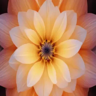 light flower background
