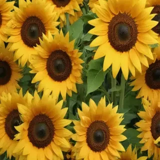 sunflower computer wallpaper