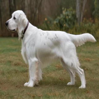 english setter