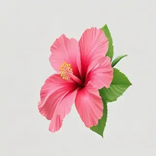 hibiscus flower png