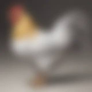 chicken drawing