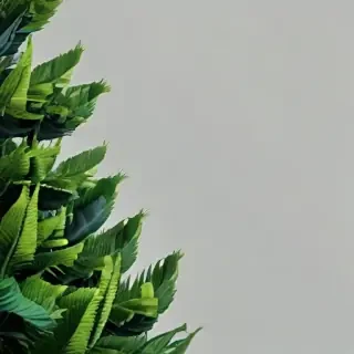plant desktop wallpaper