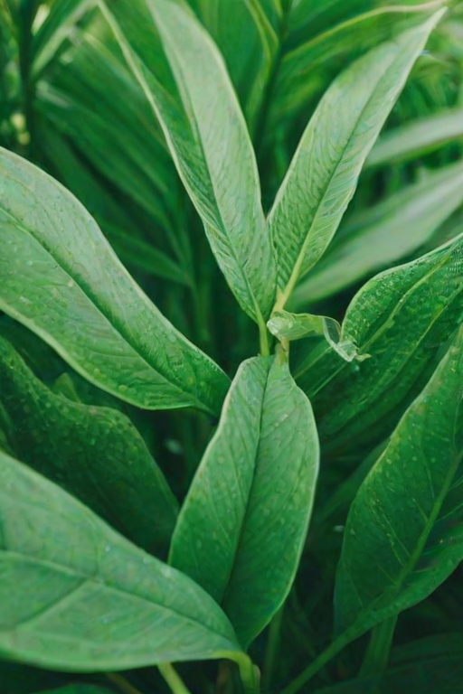 aesthetic backgrounds green