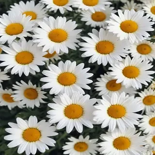 aesthetic daisy wallpaper