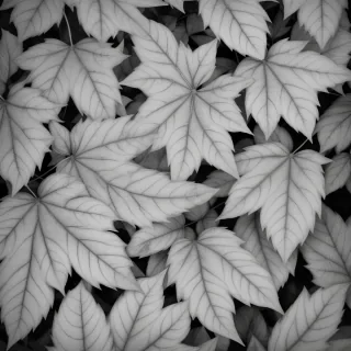 black and white leaves