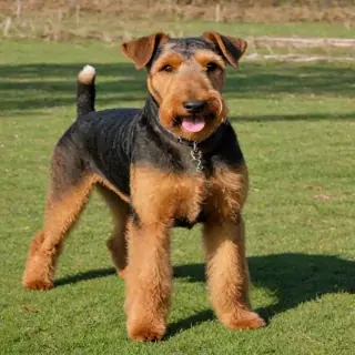 airedale terrier