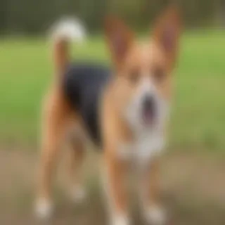 corkie dog breed