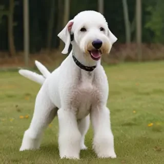 bedlington terrier
