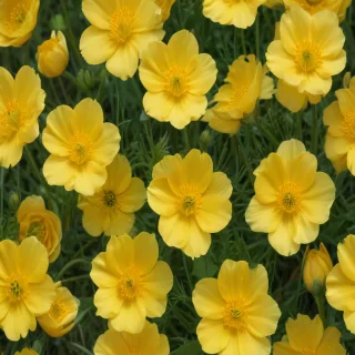 buttercup flower