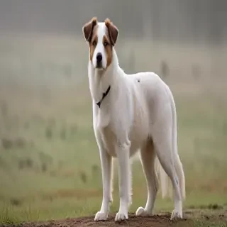 australian mist breed