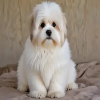 ragamuffin breed