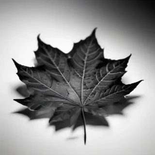 leaf in black and white