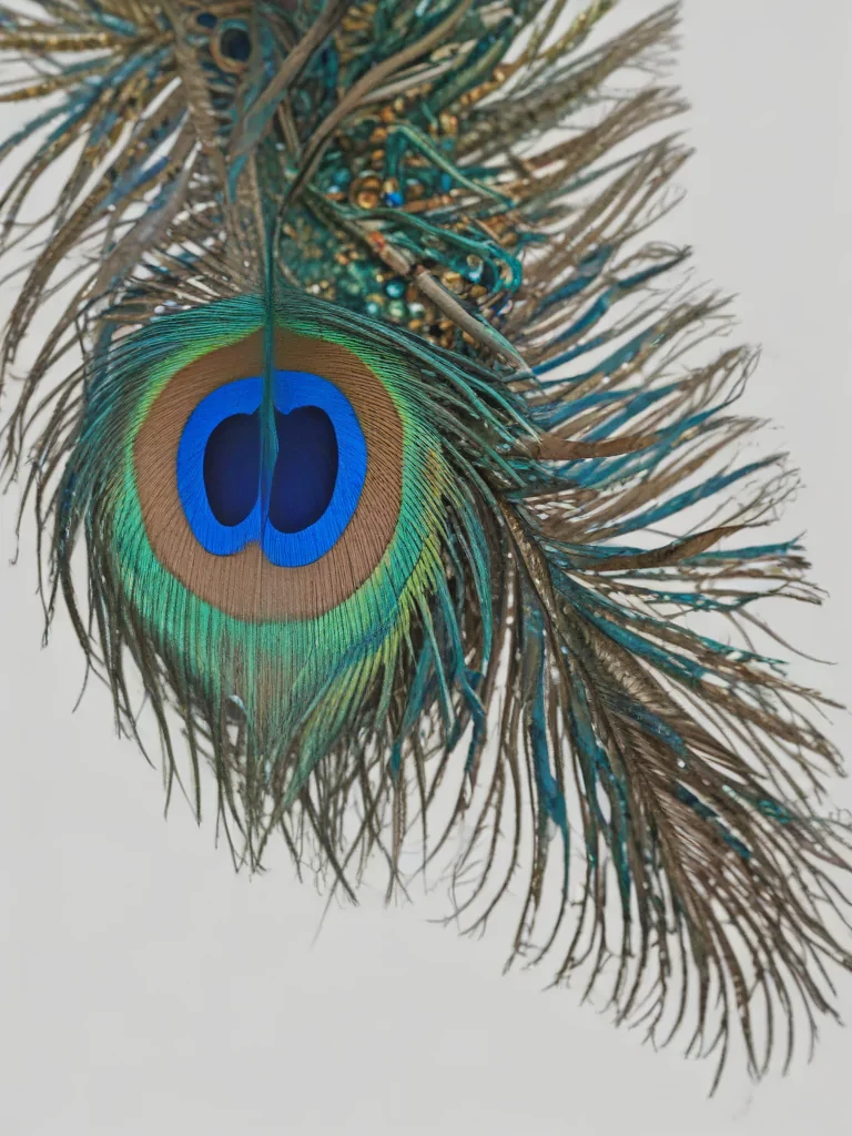 peacock feather png