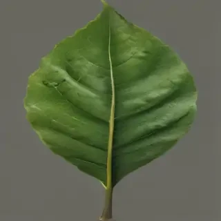 leaf png transparent