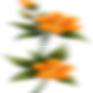 orange flower clipart