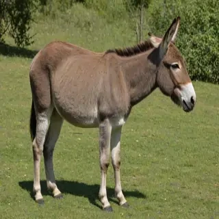 donkey png