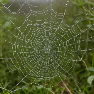 spiderweb