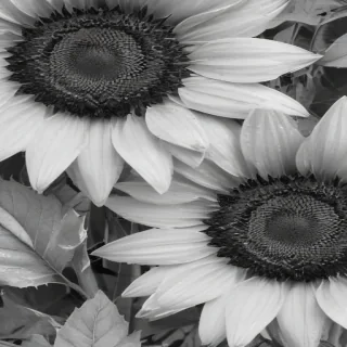 clip art sunflower black and white