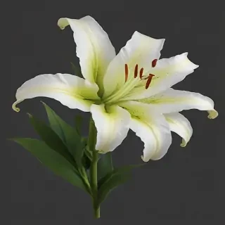 lily flower png