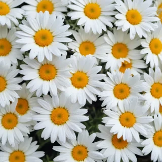 daisy desktop wallpaper