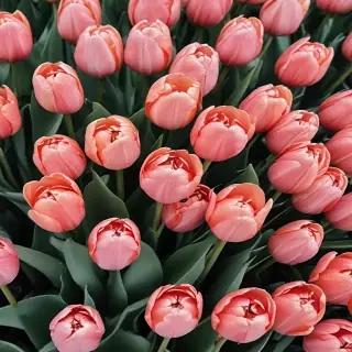 tulips wallpaper aesthetic