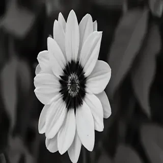 black and white flower