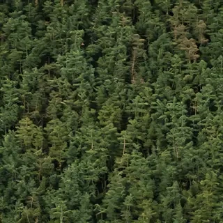 pine trees png