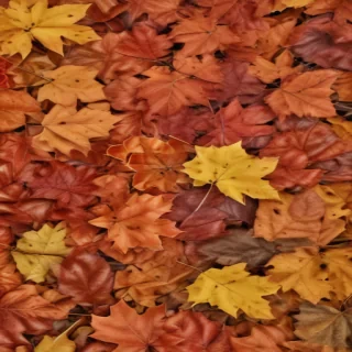 fall leaves aesthetic