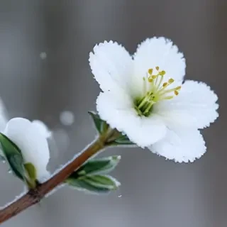 winter flower wallpaper background