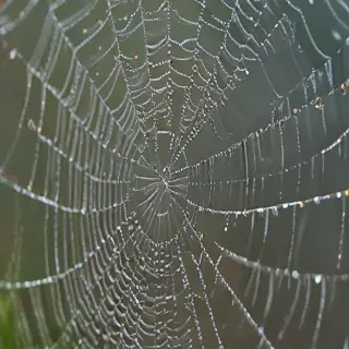 spiderweb