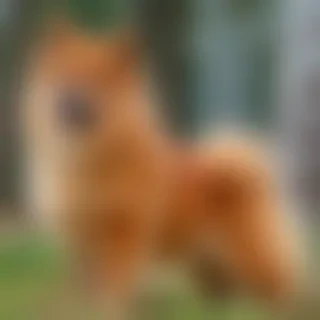 finnish spitz dog breed