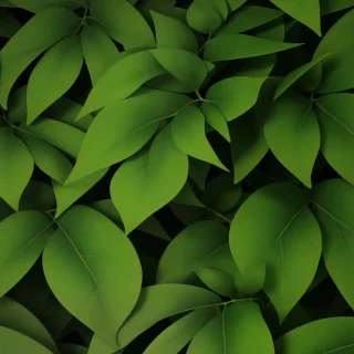 green leaves png