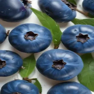 blueberry png