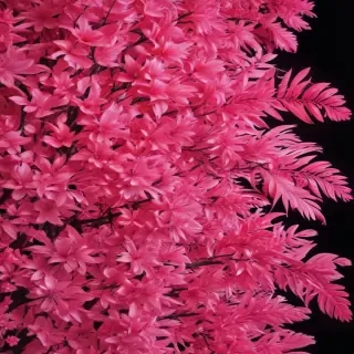 neon pink wallpaper