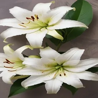 lily background