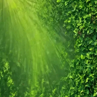 green background for iphone