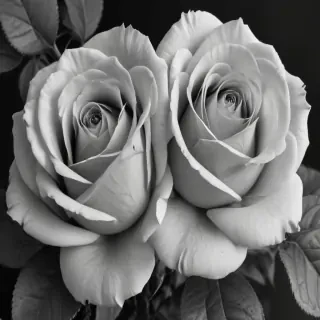 roses clipart black and white