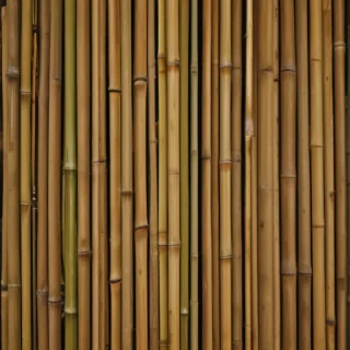 bamboo background