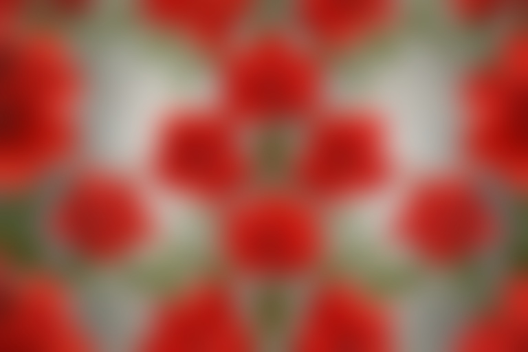 Vibrant Floral Pattern Featuring Red Roses Against a Soft Gray Background