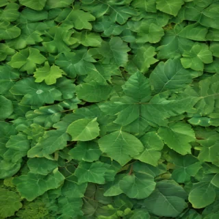 leaf background green