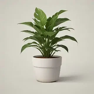 potted plant png